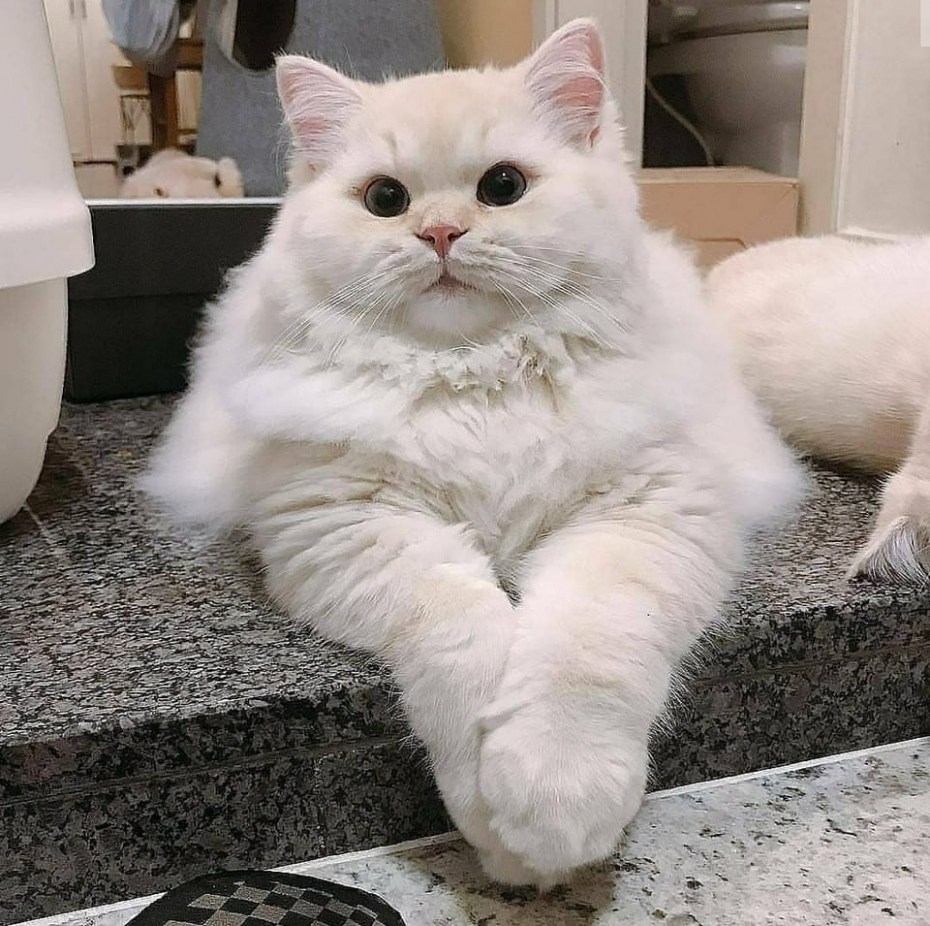 Пухленькие котики