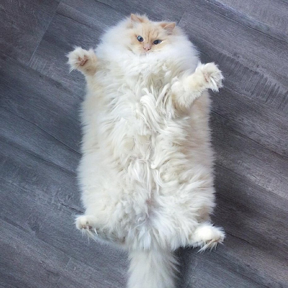 Пушистая кошка