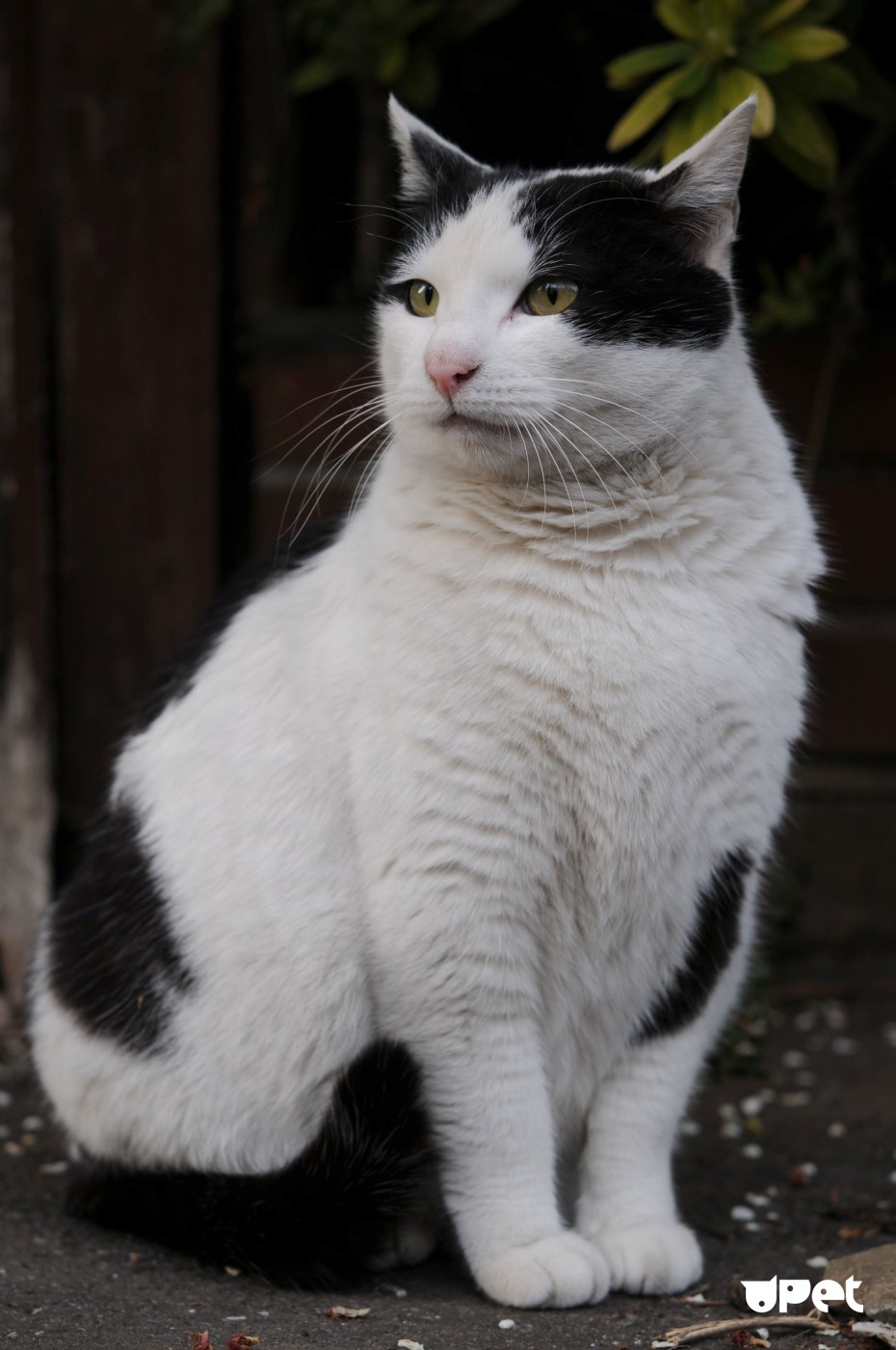 Черно белые коты