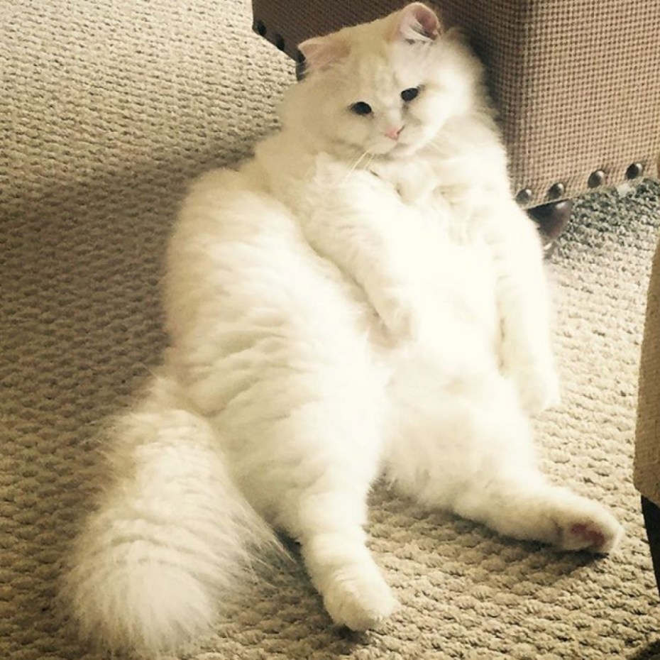 Толстые пушистые коты