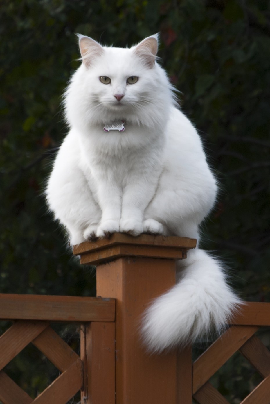 Белая уличная кошка