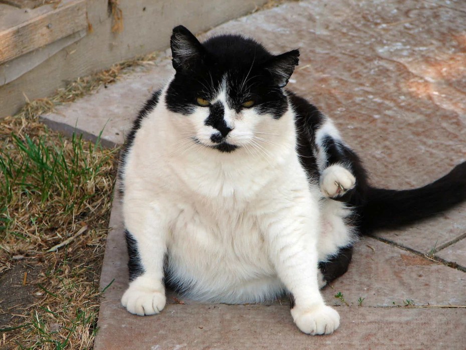 Жирные белые коты