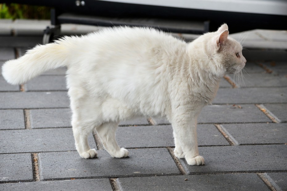 Стоящий белый кот