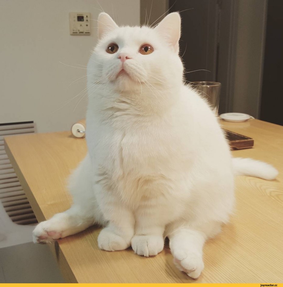 Толстый белый кот