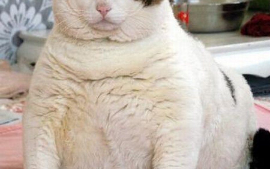 Толстый белый кот