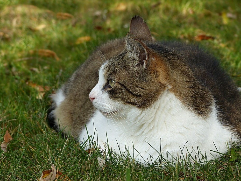 Кошка (Felis Silvestris catus)