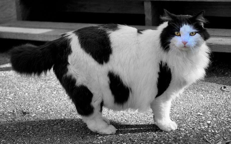 Пятнистый кот черно белый