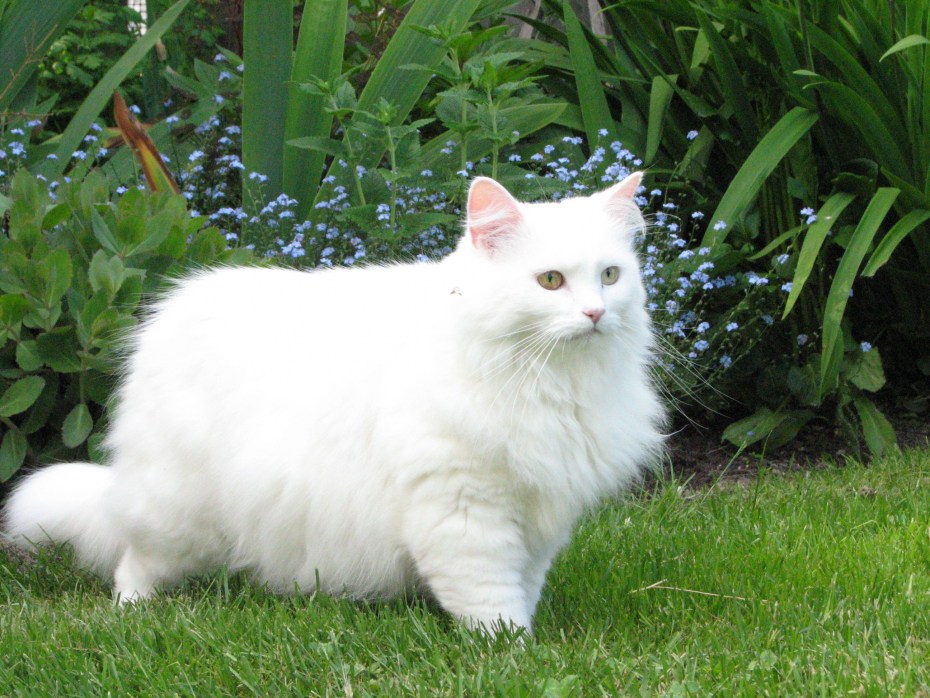 Большая белая кошка