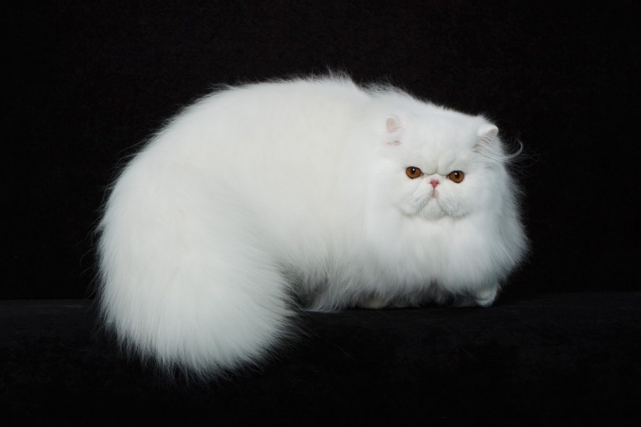 Персидская кошка белая