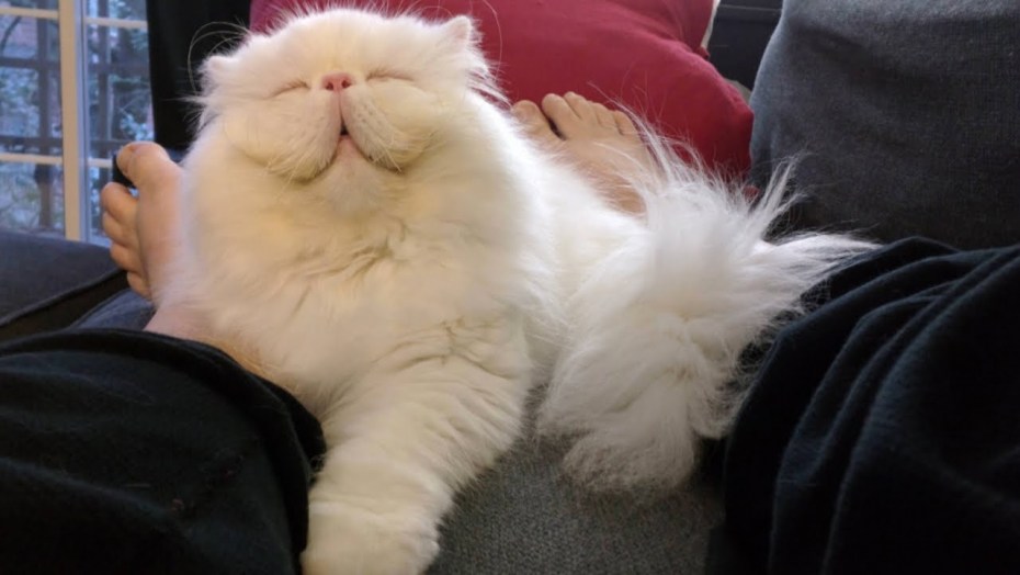 Котики милые пушистые и толстенькие