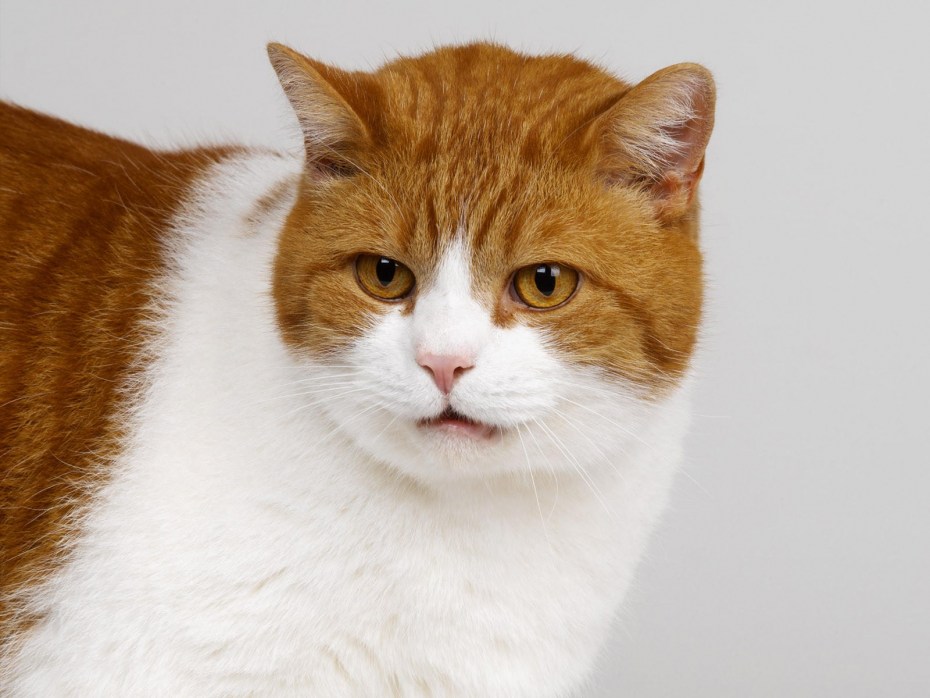 Котики рыжие с белым