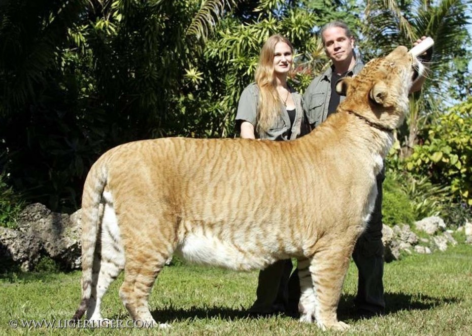 Лигр Геркулес самый большой кот в мире