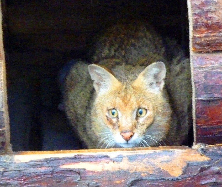 Кавказский камышовый кот Ставропольского края