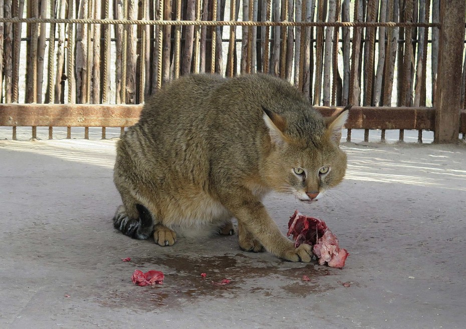 Камышовый кот одомашненный