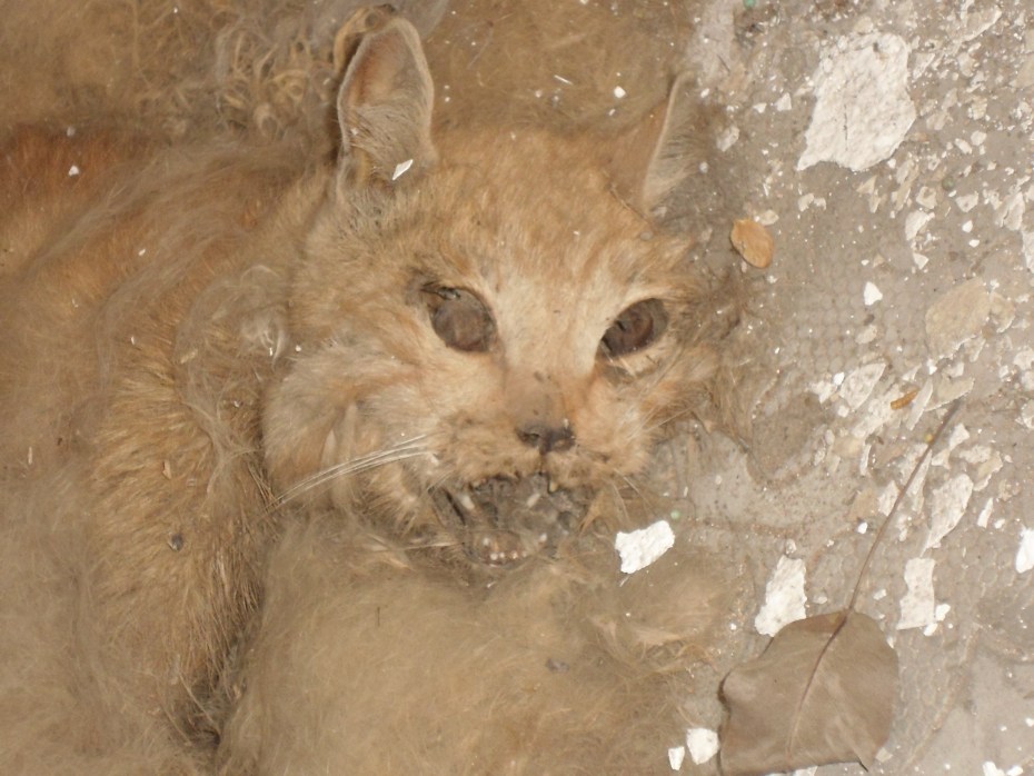 Дикий Карпатский кот