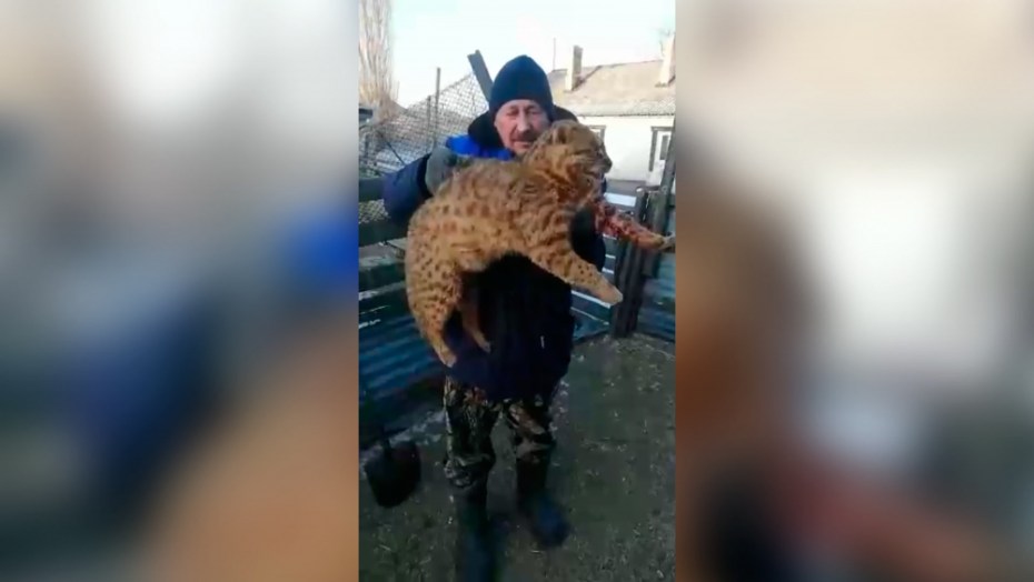 Камышовый кот Хаус Заури