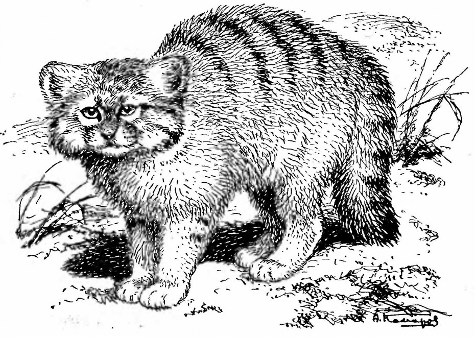 Камышовый кот (Хаус) (Felis Chaus)