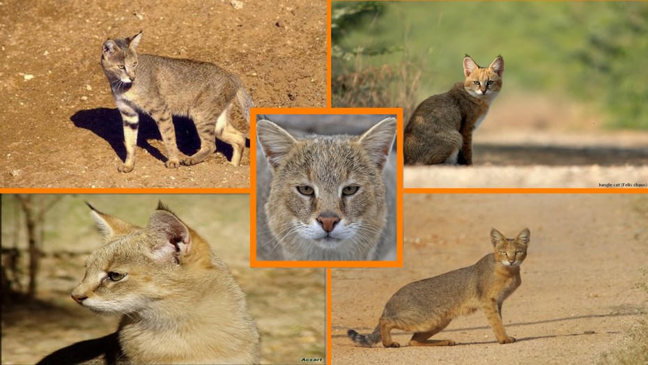 Камышовый кот (Хаус) (Felis Chaus)