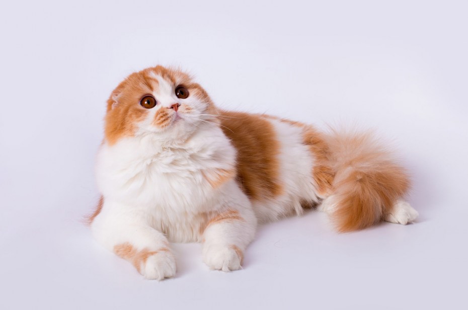 Скоттиш фолд длинношерстная, Шотландская