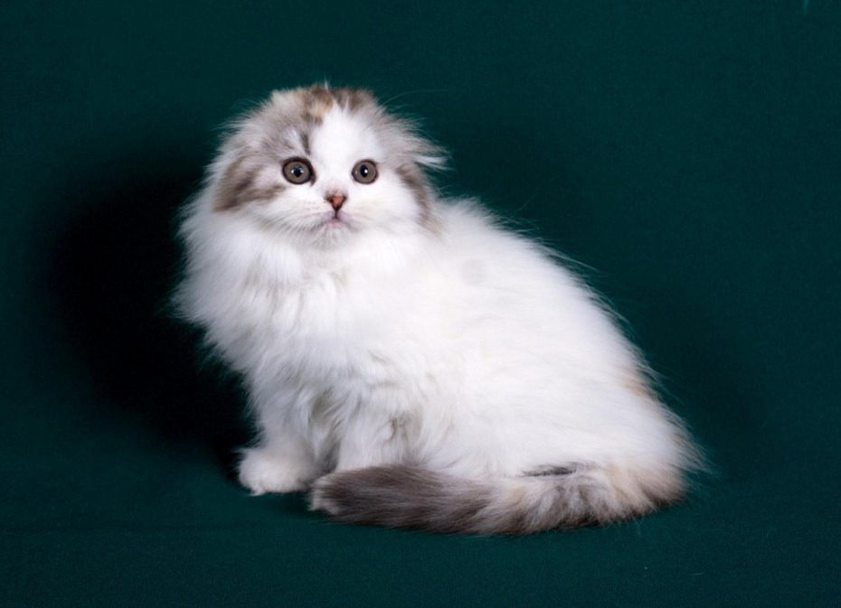 Шотландская вислоухая кошка хайленд фолд