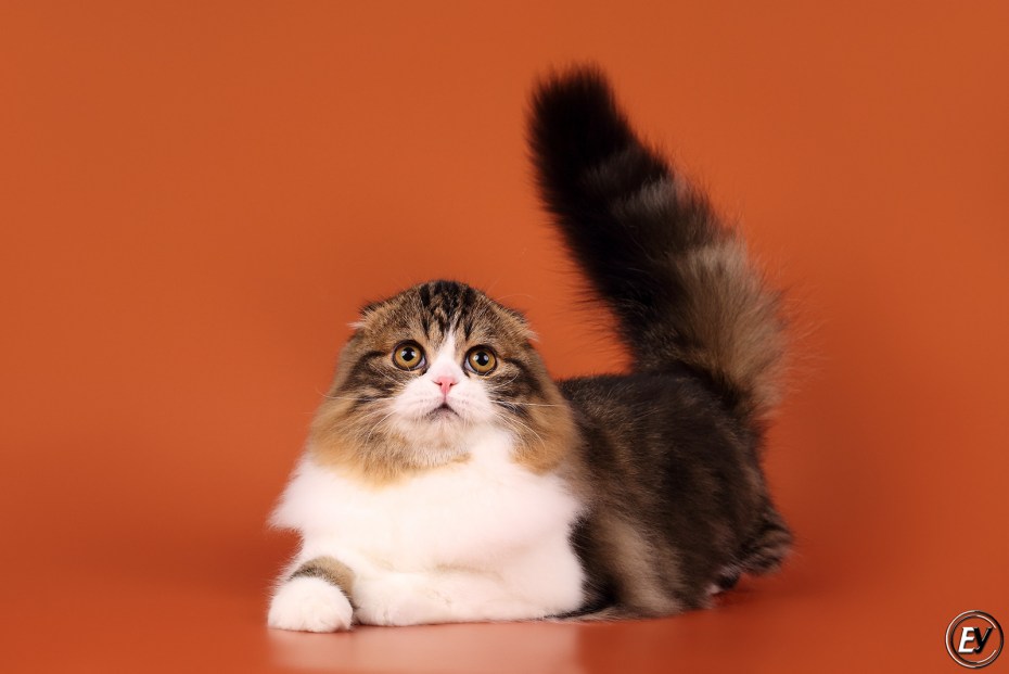Highland Fold кошка