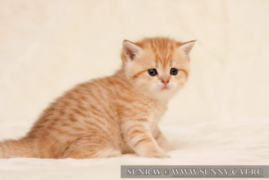 Британский короткошерстный кот рыжий