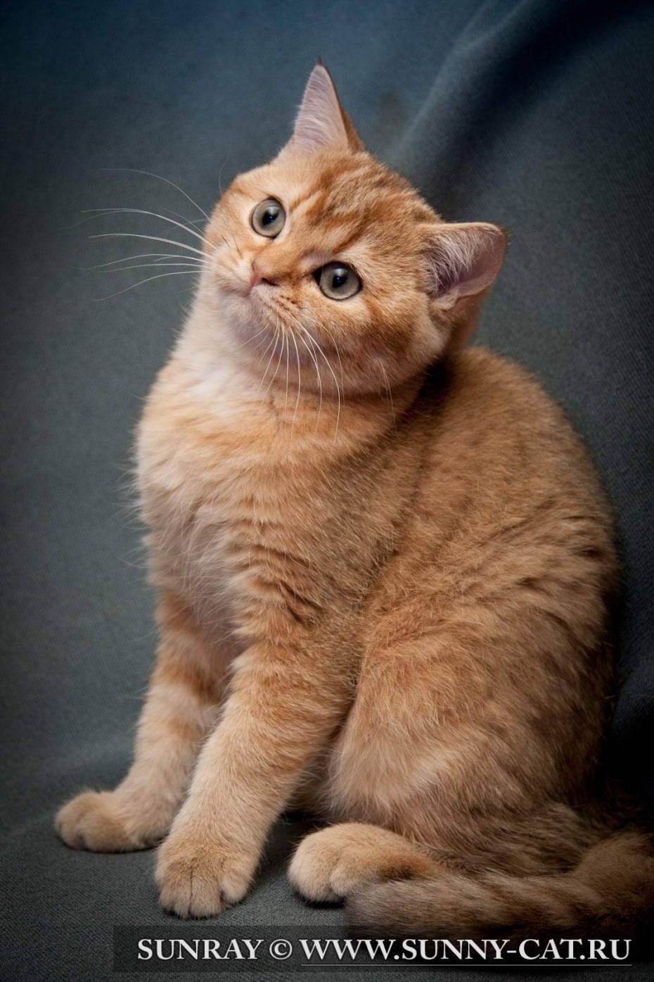 Британский короткошерстный кот рыжий