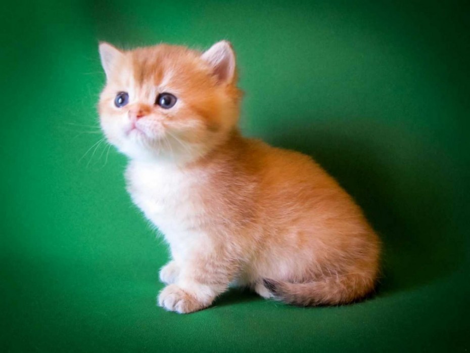 Британские короткошерстные котята рыжие