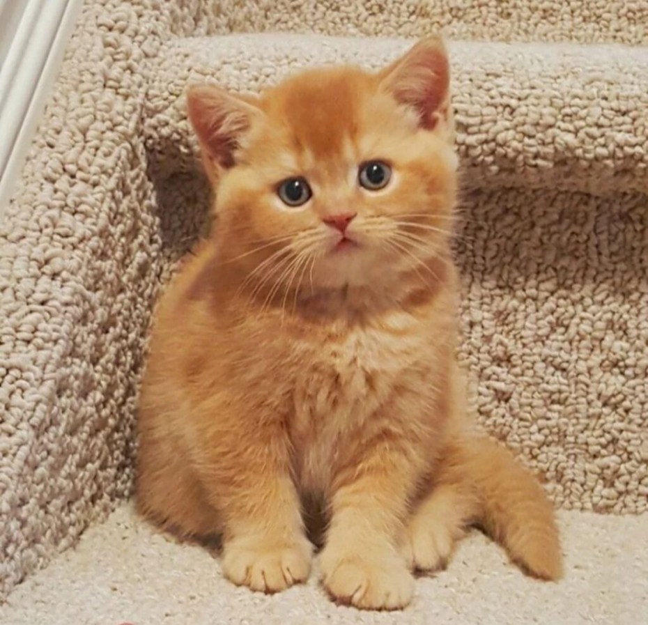 Британские короткошерстные котята рыжие