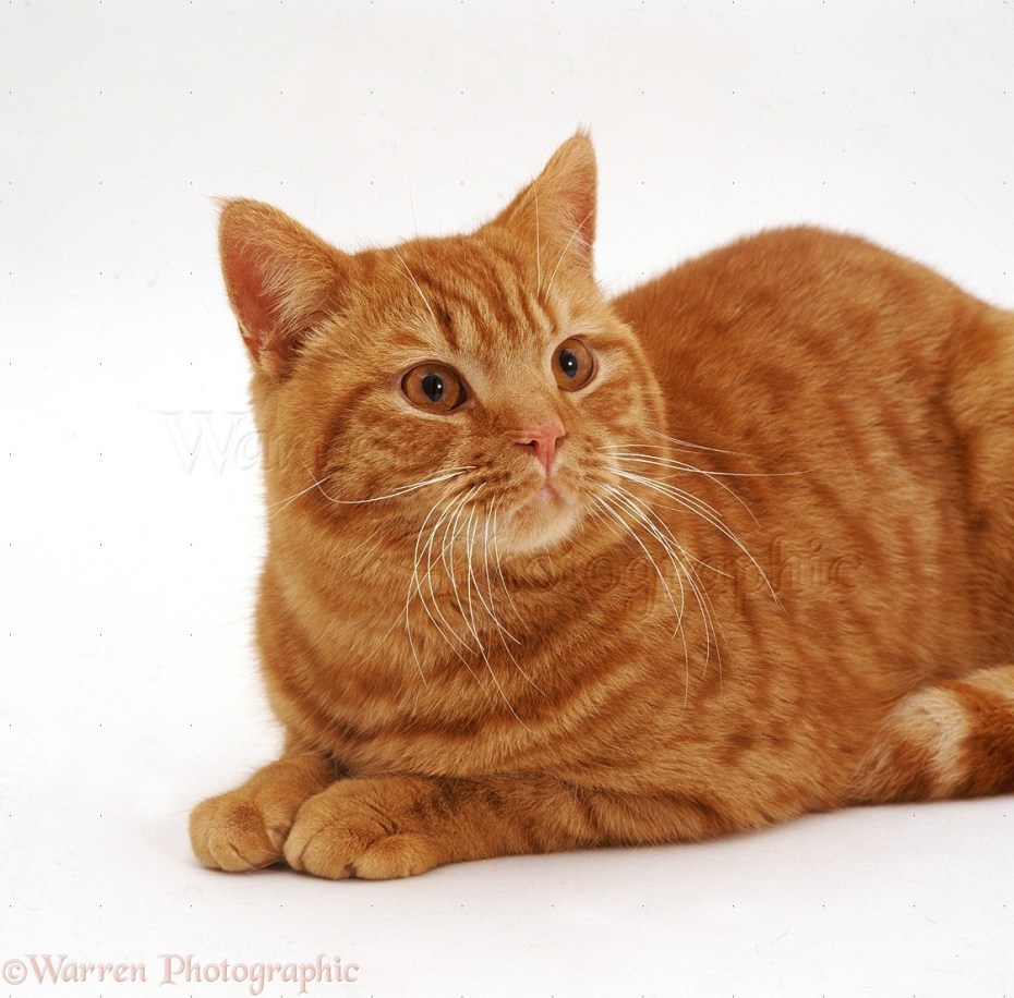 Фото британская короткошерстная кошка рыжая