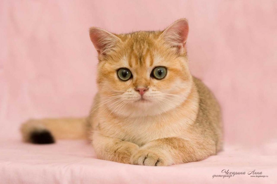 Британская прямоухая кошка рыжая