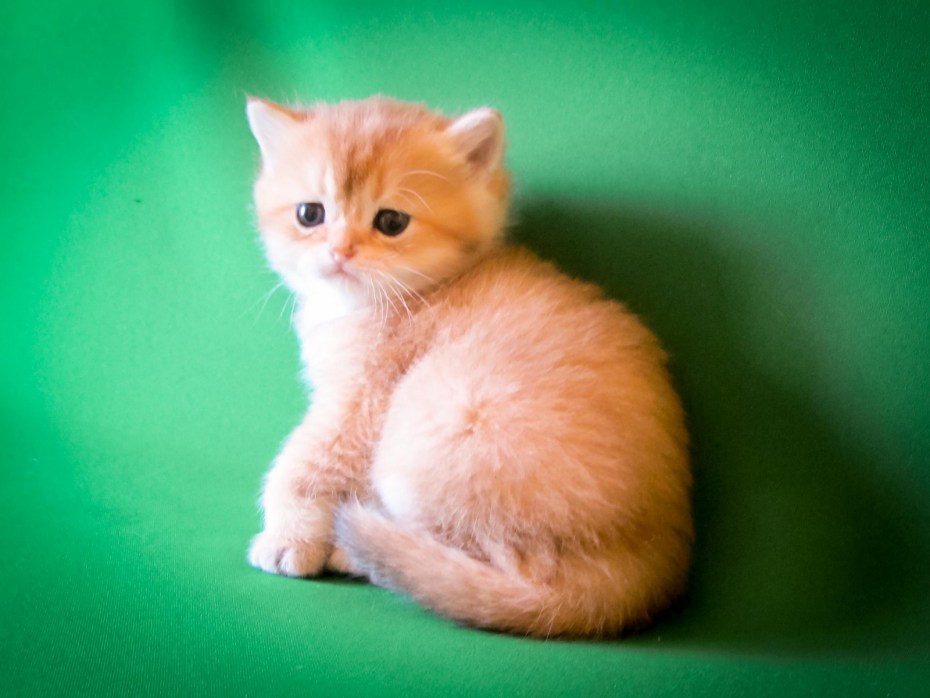 Британский короткошерстный кот рыжий