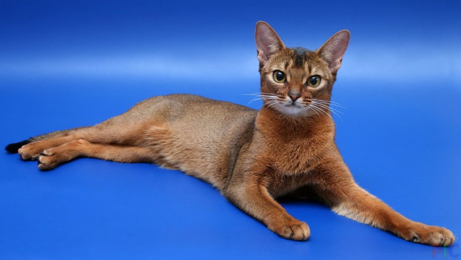 Абиссинская кошка