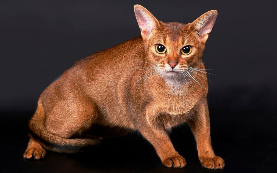 Абиссинская кошка