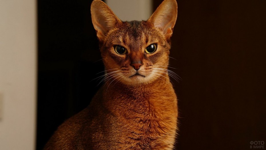 Кот породы абиссинец