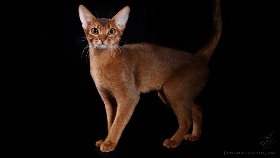 Кошка Абе Абиссинская