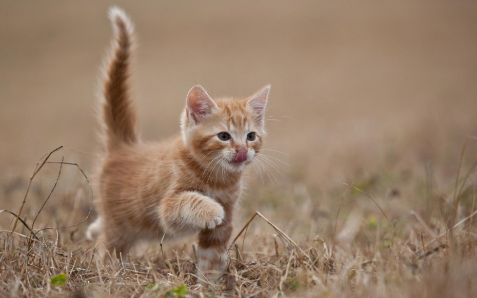 Манчкин кошка рыжая