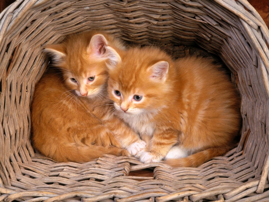 Рыжий котёнок