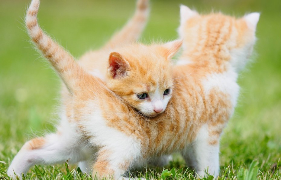 Котенок на лужайке