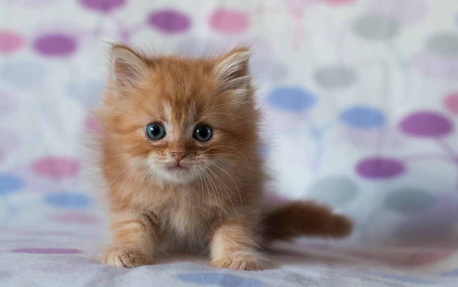 Красивый рыжий котенок