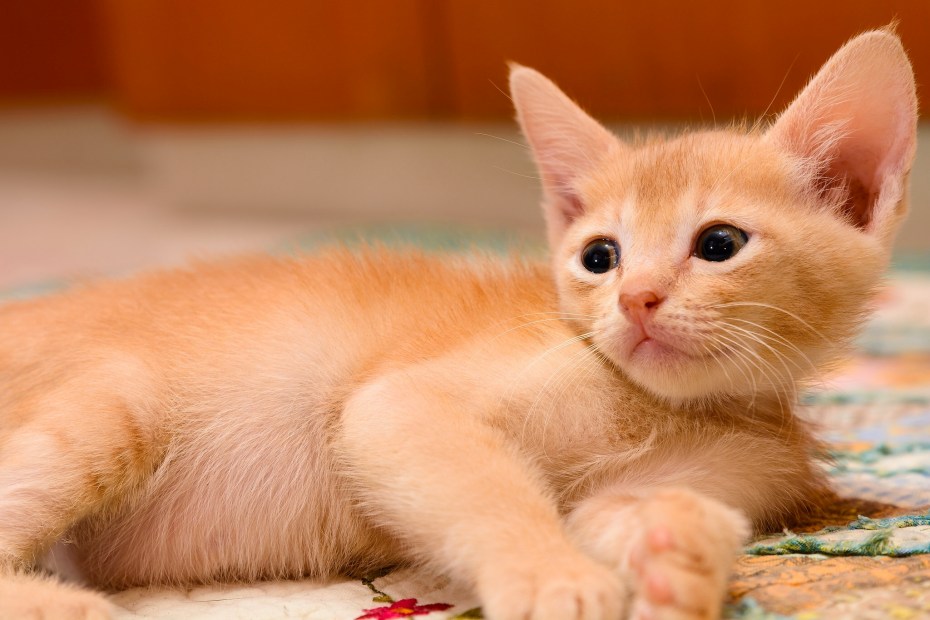 Рыжий котёнок