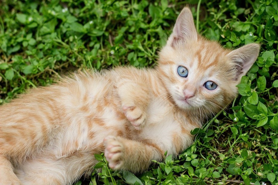 Ginger tabby Cat порода