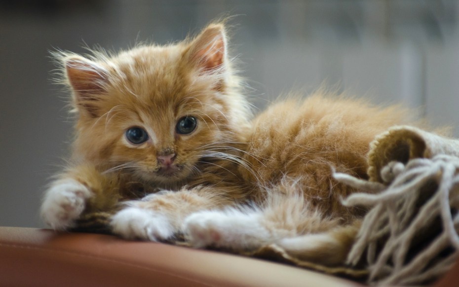 Красивый рыжий котенок