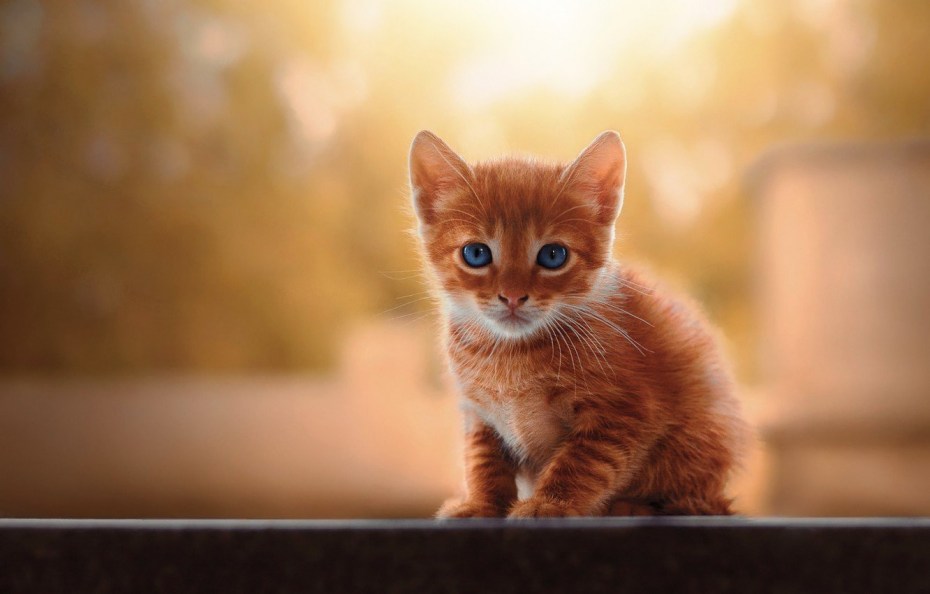 Маленький рыжий котик