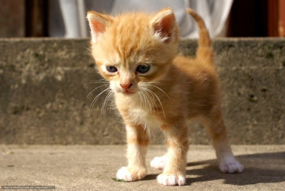 Рыжий котёнок