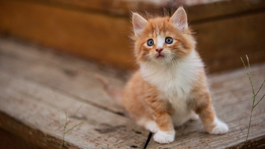 Рыжий котёнок
