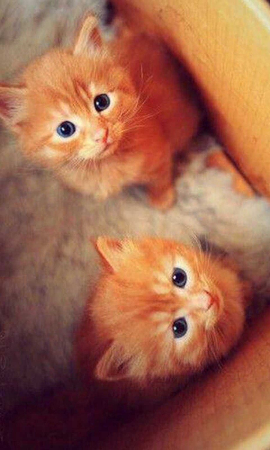 Красивый рыжий котенок