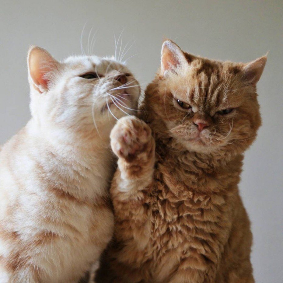 Любовь котов