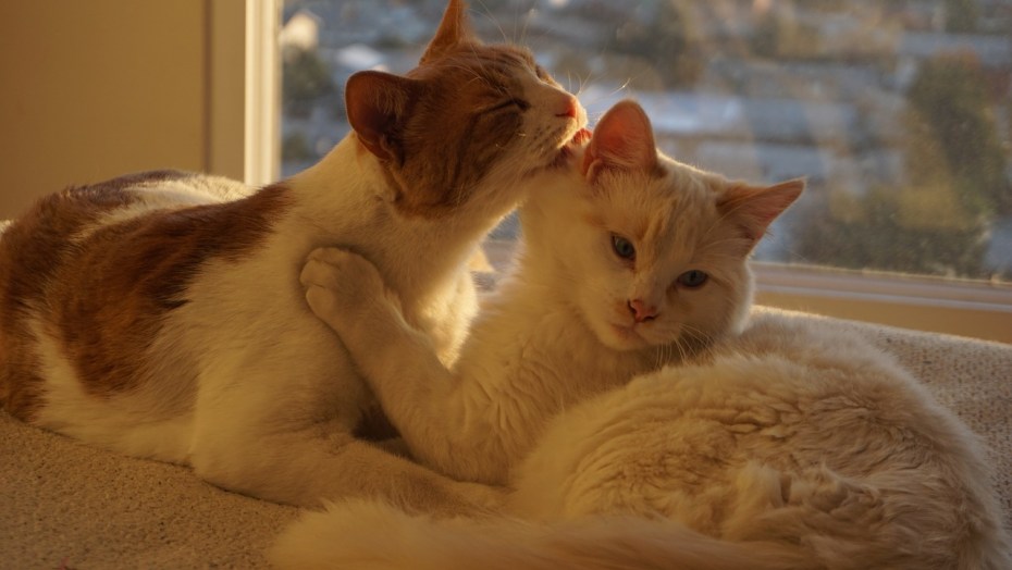 Романтичные коты