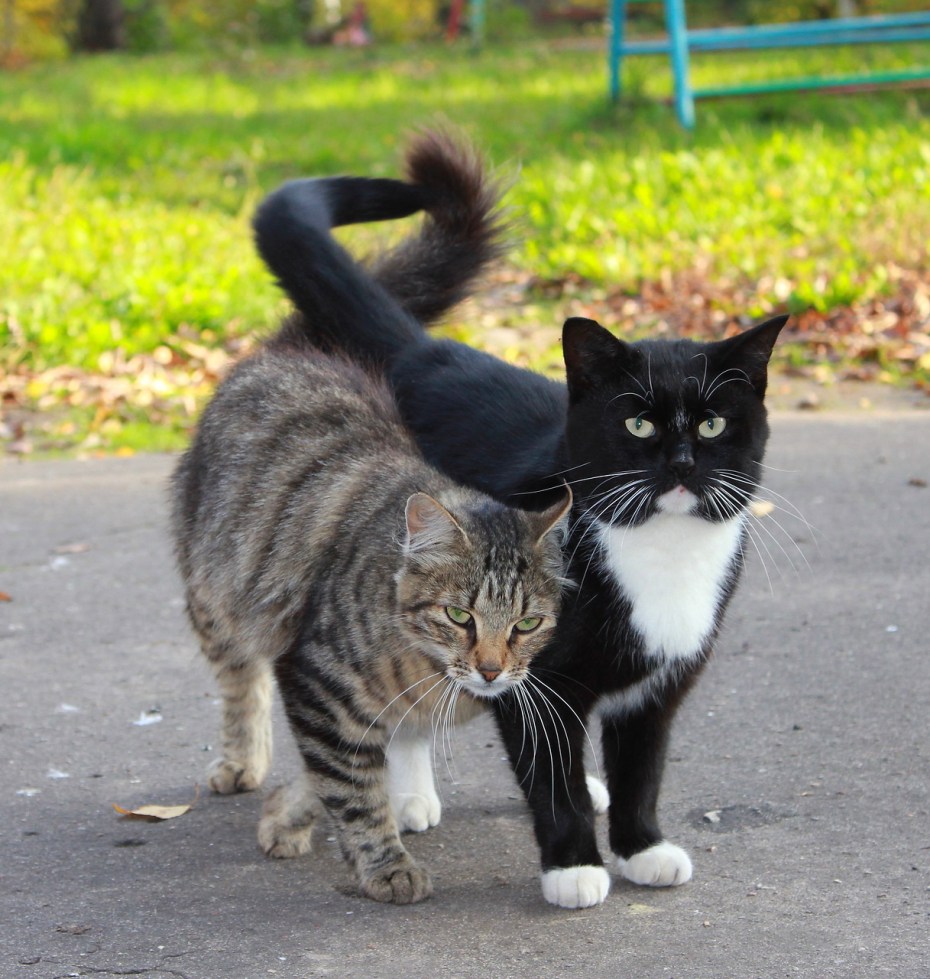 Кот и кошка